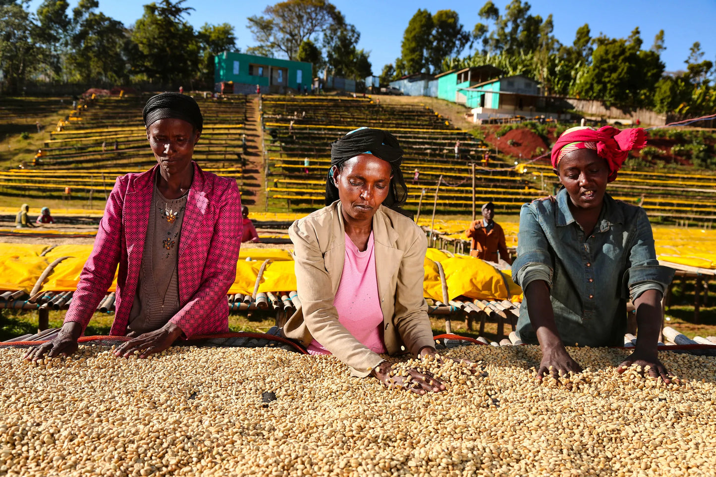 Ethiopia | Mother Station Natural